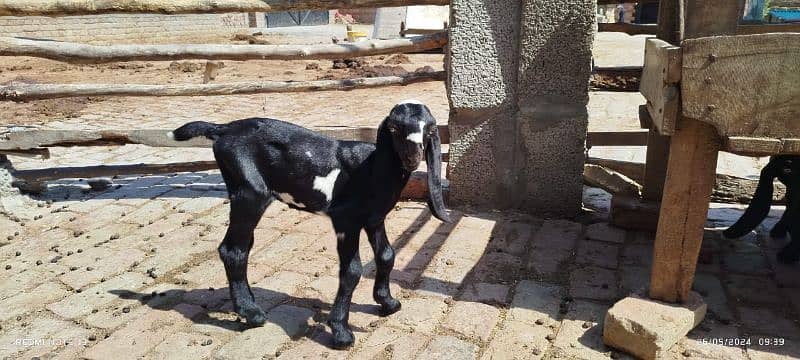 bakri ke bachey pair for sell amratsari breed me03227372146 0