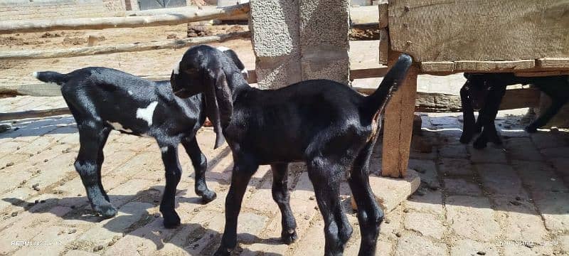 bakri ke bachey pair for sell amratsari breed me03227372146 1