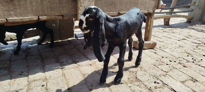 bakri ke bachey pair for sell amratsari breed me03227372146 2