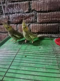 5 cockatiel pathay for sale