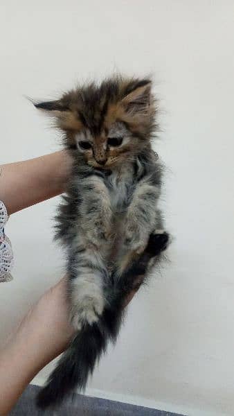 persian kitten 2