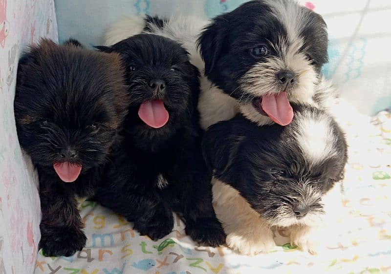 shedzo puppi black and white full black pappy and full brown colour 0