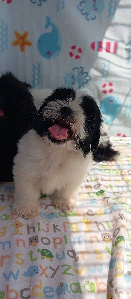 shedzo puppi black and white full black pappy and full brown colour 1