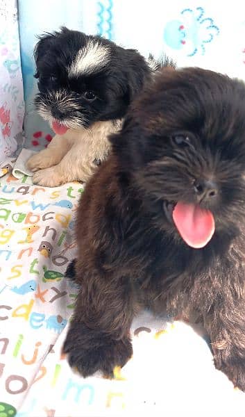 shedzo puppi black and white full black pappy and full brown colour 2