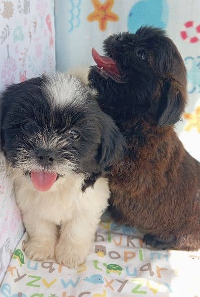 shedzo puppi black and white full black pappy and full brown colour 3