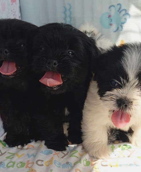 shedzo puppi black and white full black pappy and full brown colour 4