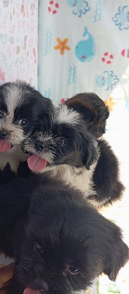 shedzo puppi black and white full black pappy and full brown colour 5