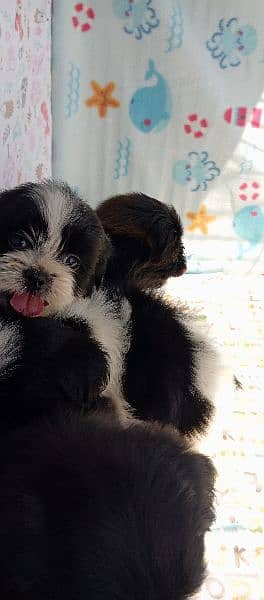shedzo puppi black and white full black pappy and full brown colour 6