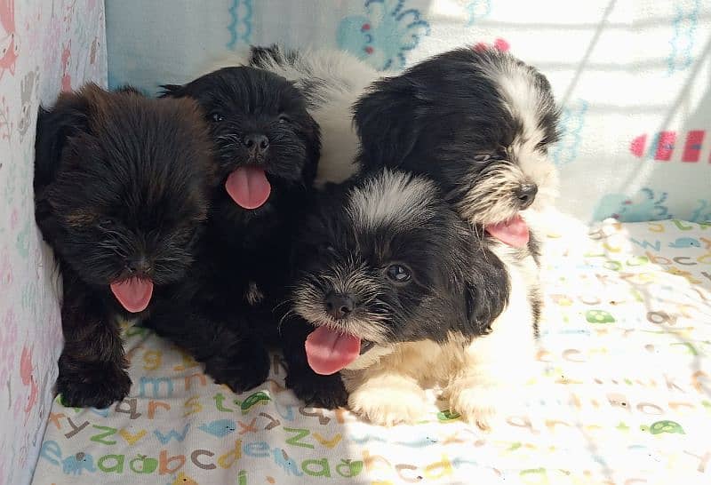 shedzo puppi black and white full black pappy and full brown colour 7