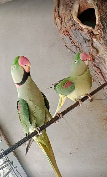 Raw Parrot pair 5
