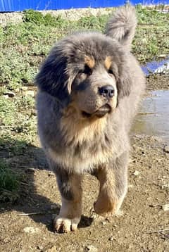 Rare Colors of Tibetan Mastiff Available