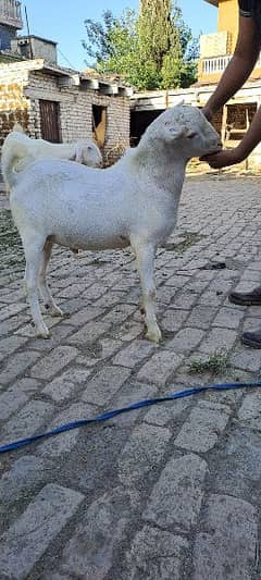 Teddy Bakra Goat for Qurbani