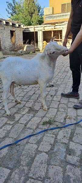 Teddy Bakra Goat for Qurbani 1