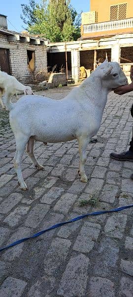 Teddy Bakra Goat for Qurbani 3