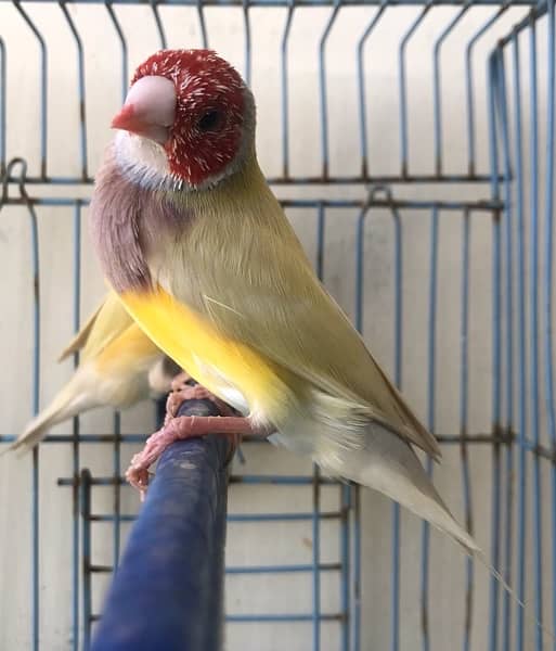 Breeder Lutino Gouldian Finch pair 3