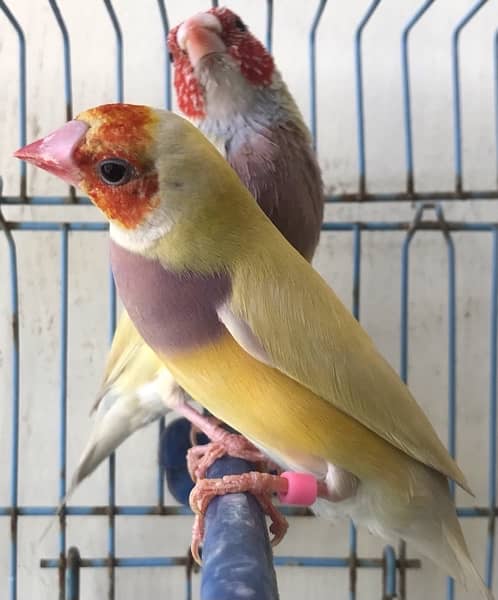 Breeder Lutino Gouldian Finch pair 4