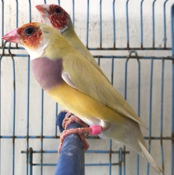 Breeder Lutino Gouldian Finch pair 5