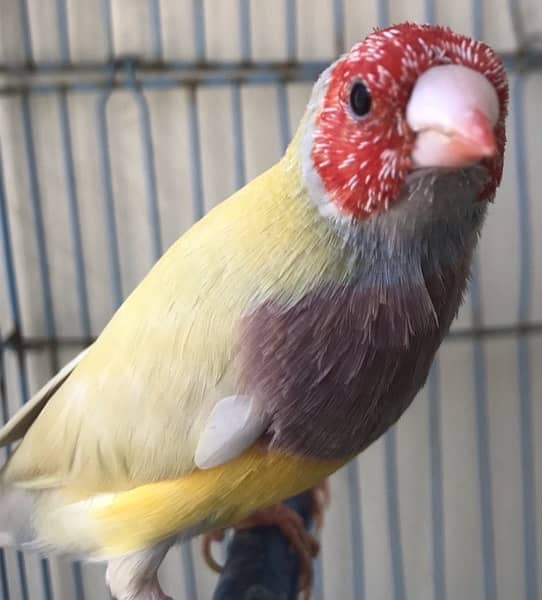 Breeder Lutino Gouldian Finch pair 6