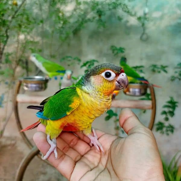 Handtame cocktail parrot / yellow sided conure / love bird / monk 2