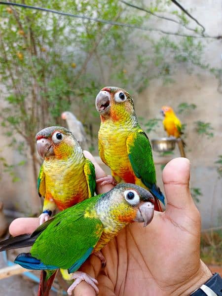 Handtame cocktail parrot / yellow sided conure / love bird / monk 3