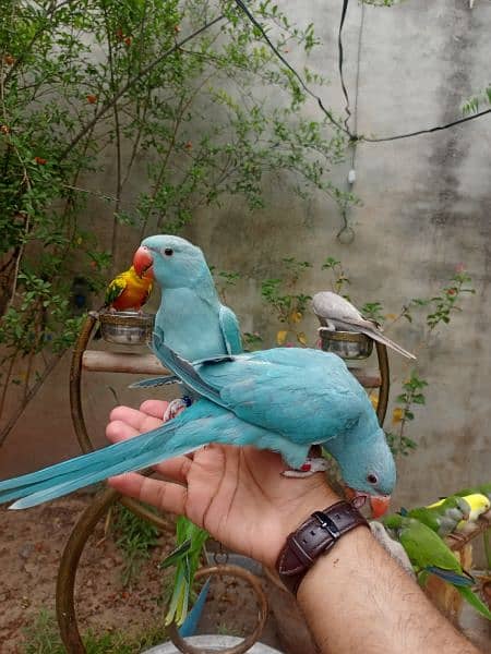 Handtame cocktail parrot / yellow sided conure / love bird / monk 4