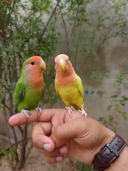 Handtame cocktail parrot / yellow sided conure / love bird / monk 5