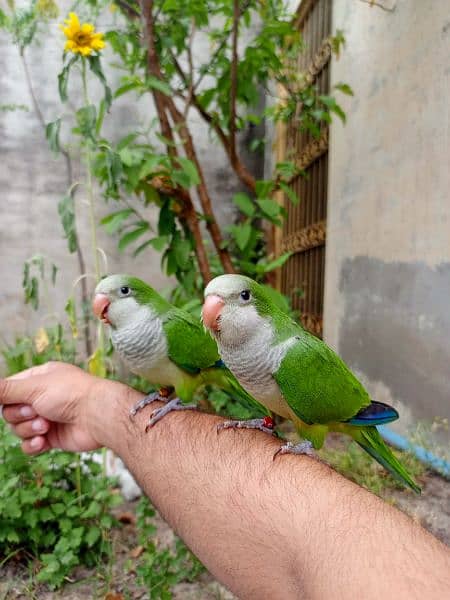 Handtame cocktail parrot / yellow sided conure / love bird / monk 6