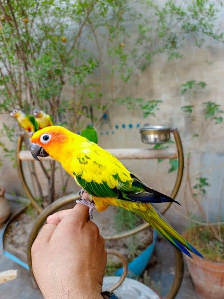 Handtame cocktail parrot / yellow sided conure / love bird / monk 7