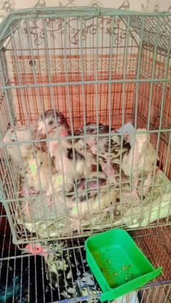 black java and aseel female with 5 babys