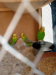 budgie pairs for sale