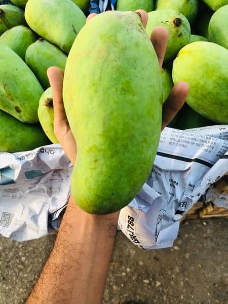 Export Quality Sindhri Mirpurkhas Mangoes. 6