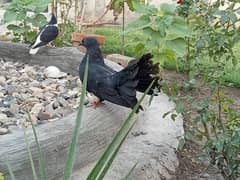 Black Lakkey pigeons.