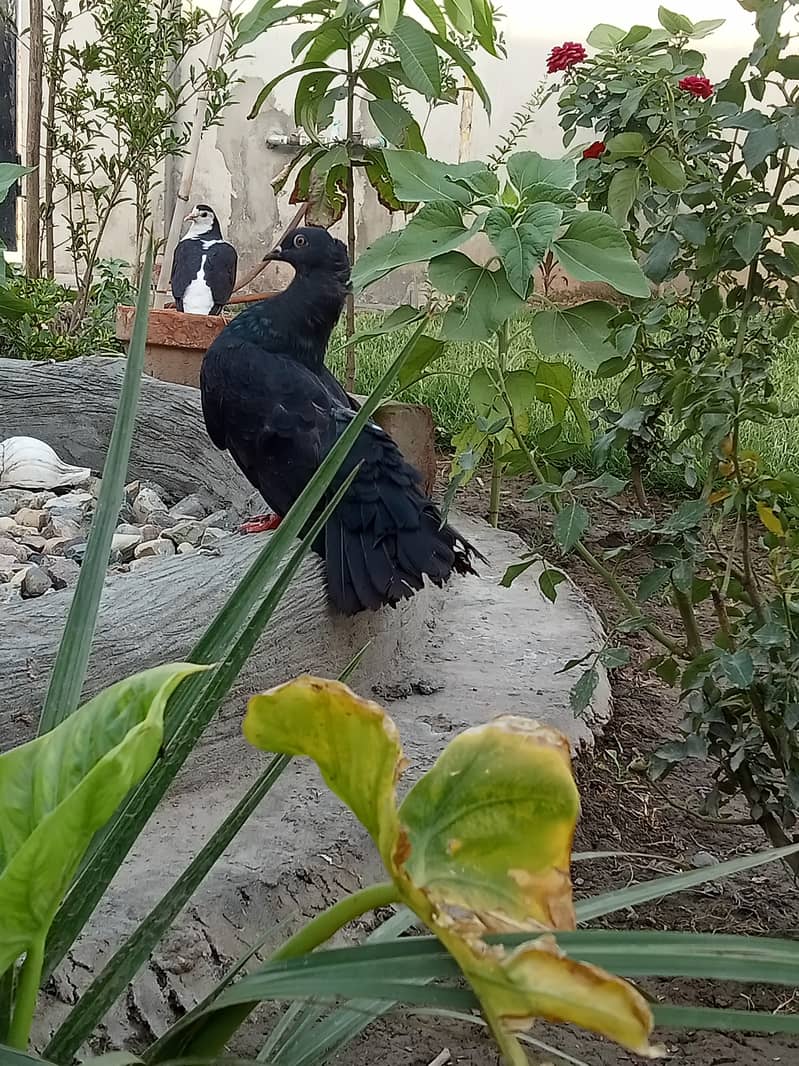 Black Lakkey pigeons. 1