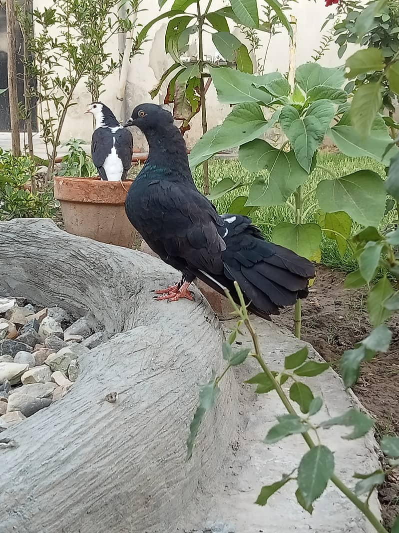 Black Lakkey pigeons. 2