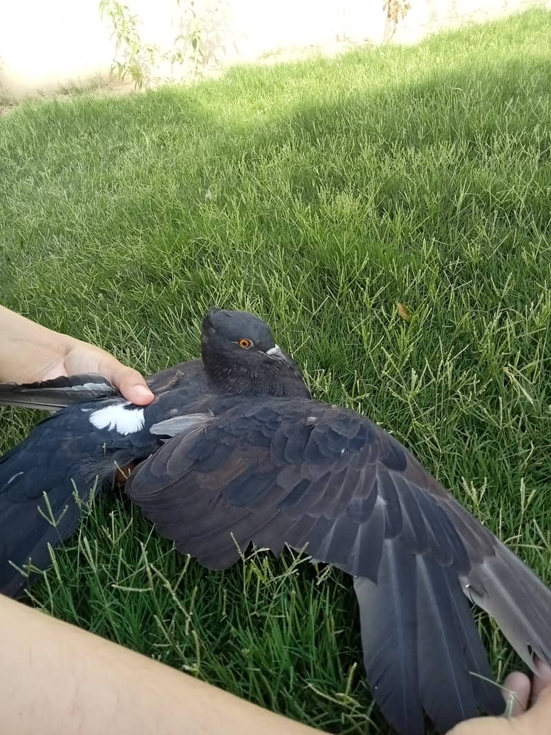 Black Lakkey pigeons. 3