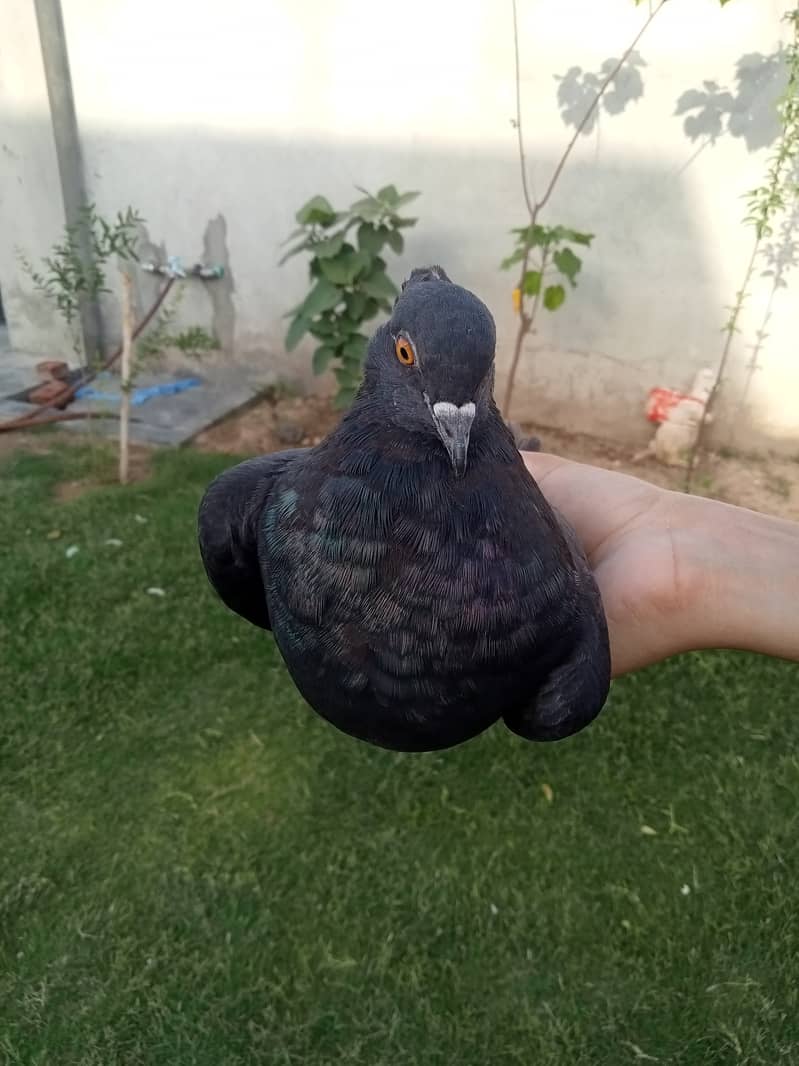 Black Lakkey pigeons. 4