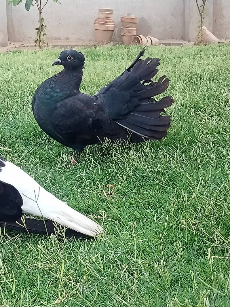 Black Lakkey pigeons. 5