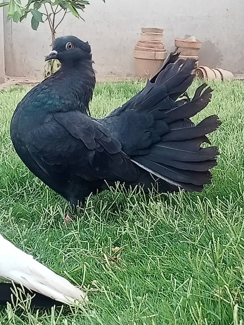 Black Lakkey pigeons. 6