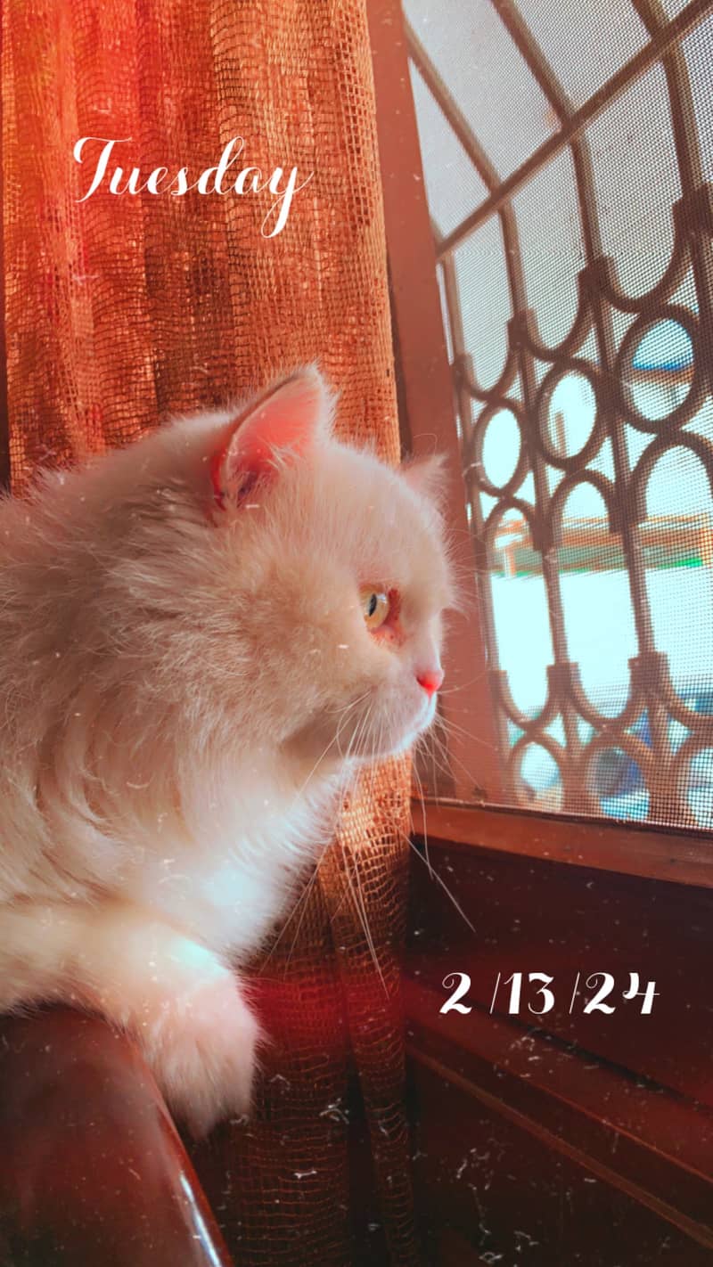 Persian Male Cat 4