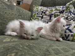 Persian white kittens 0