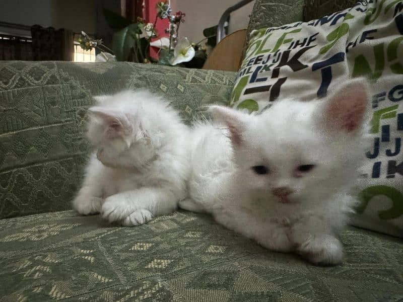 Persian white kittens 3