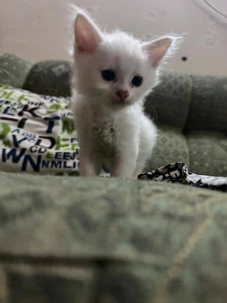 Persian white kittens 5