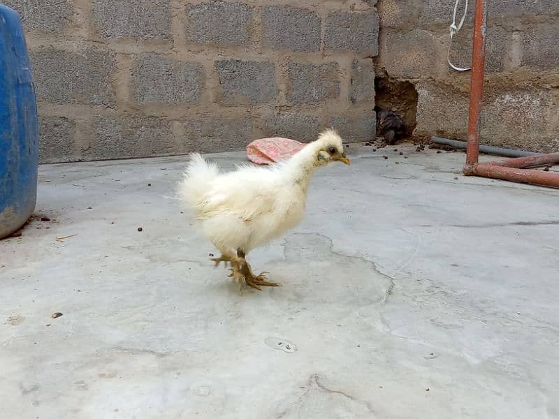 Mushki maadi with chicks 4