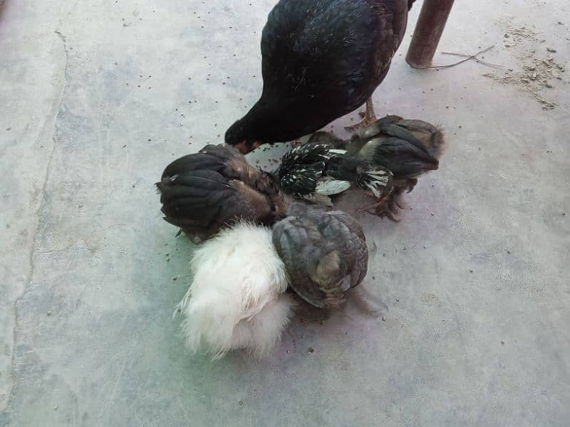 Mushki maadi with chicks 5