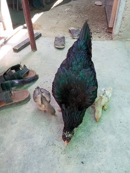 Mushki maadi with chicks 7