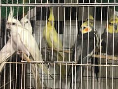 Coctail and all Love Birds sell urgent 0