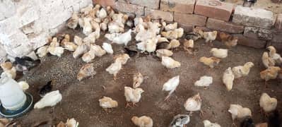 healthy and active A+ quality mesri golden chicks