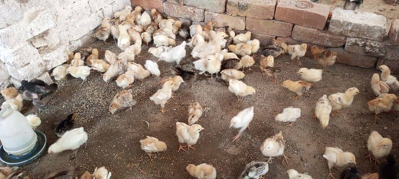 healthy and active A+ quality mesri golden chicks 0