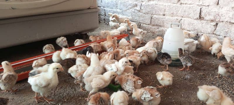 healthy and active A+ quality mesri golden chicks 1