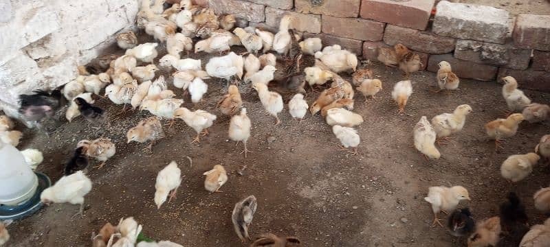 healthy and active A+ quality mesri golden chicks 2